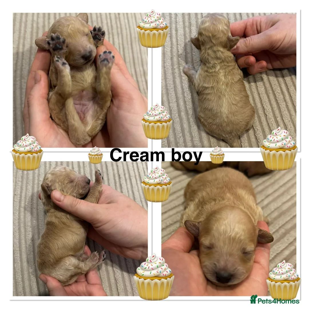 Miniature Poodle dogs for sale: 🐶Miniature/Toy poodle puppies🐶 - Advert 5