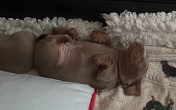 Dachshund dogs for sale: 2 Isabella dachshund puppies  - Image 10