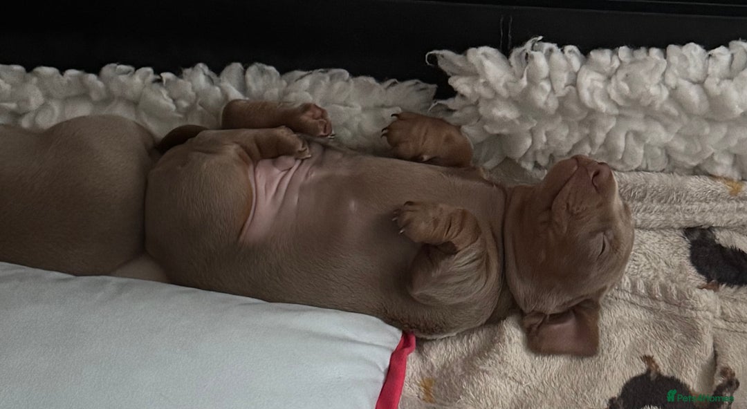 Dachshund dogs for sale: 2 Isabella dachshund puppies  - Image 10