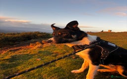 Mixed Breed dogs for sale: Collie mixed malinois  - Advert 1