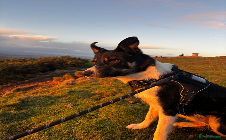 Mixed Breed dogs Collie mixed malinois  - Advert 2