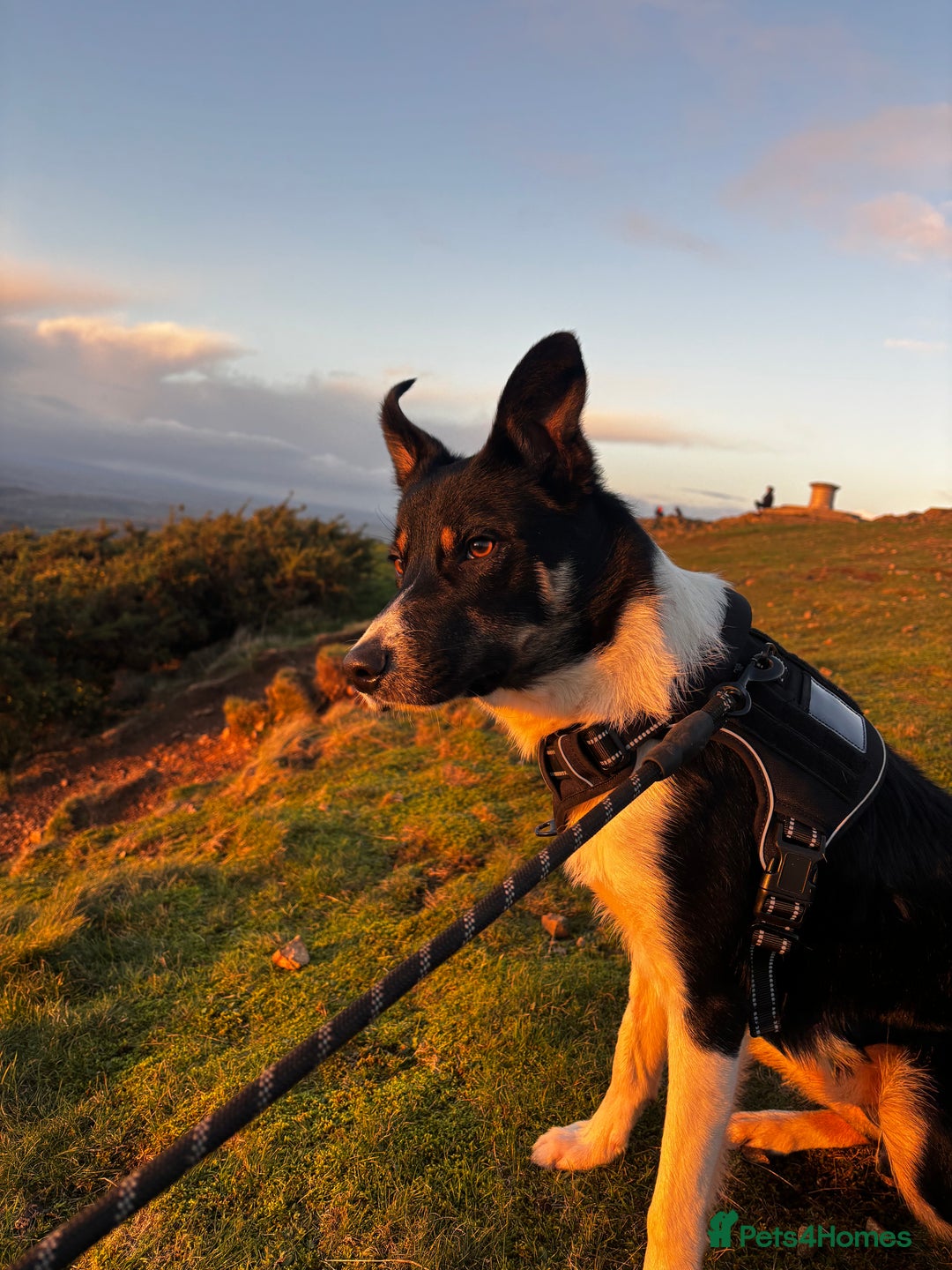 Mixed Breed dogs for sale: Collie mixed malinois  - Advert 1