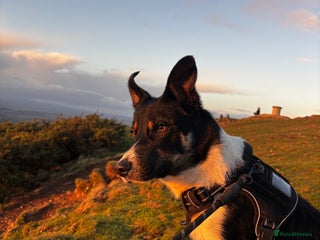 Mixed Breed dogs Collie mixed malinois - Advert 3