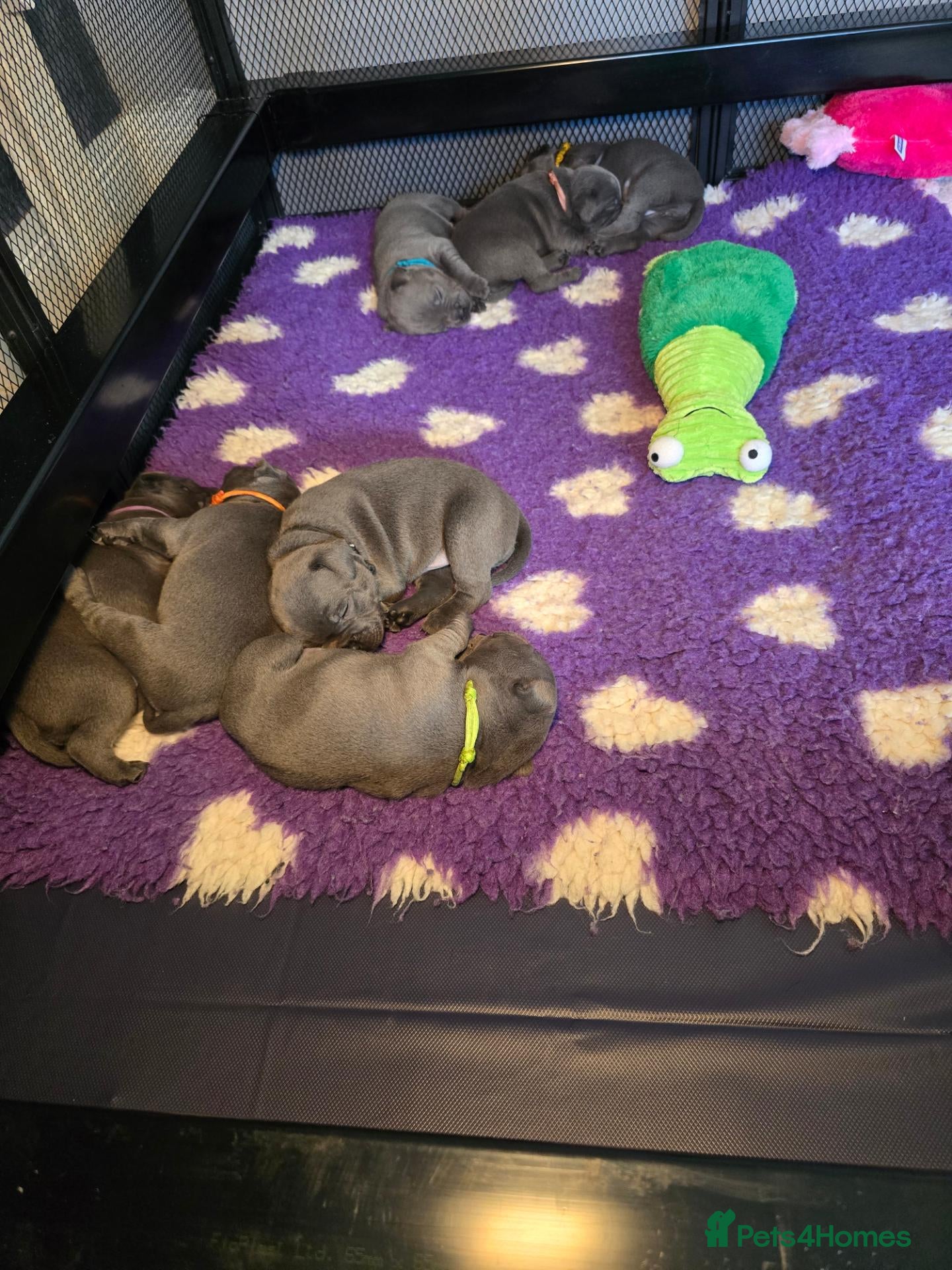 Staffordshire Bull Terrier dogs Blue staffie pups 🐶  - Advert 2