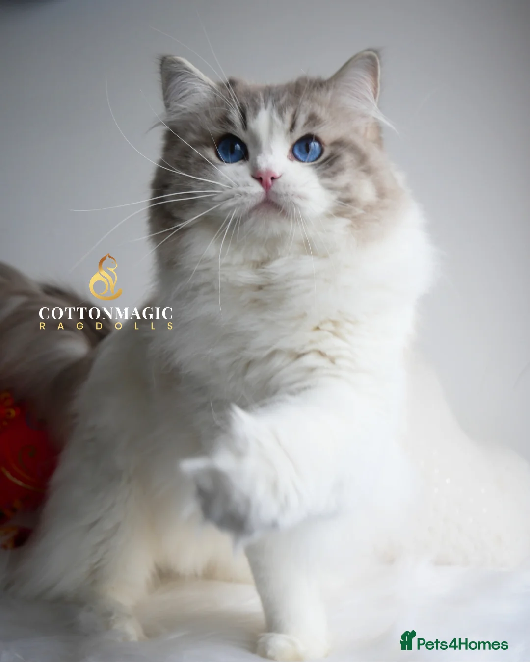 Ragdoll cats for sale: Retired Blue Lynx Bicolor Male Show Quality  - Advert 6