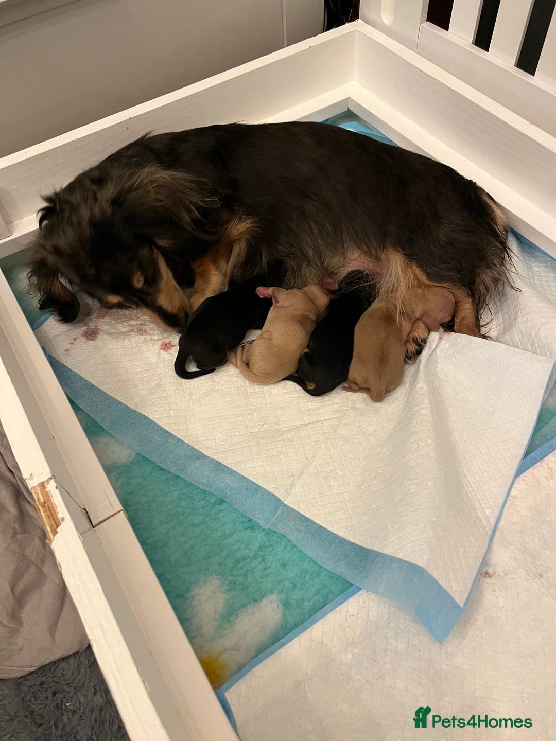 Dachshund dogs for sale: Dachsund puppies - Image 3
