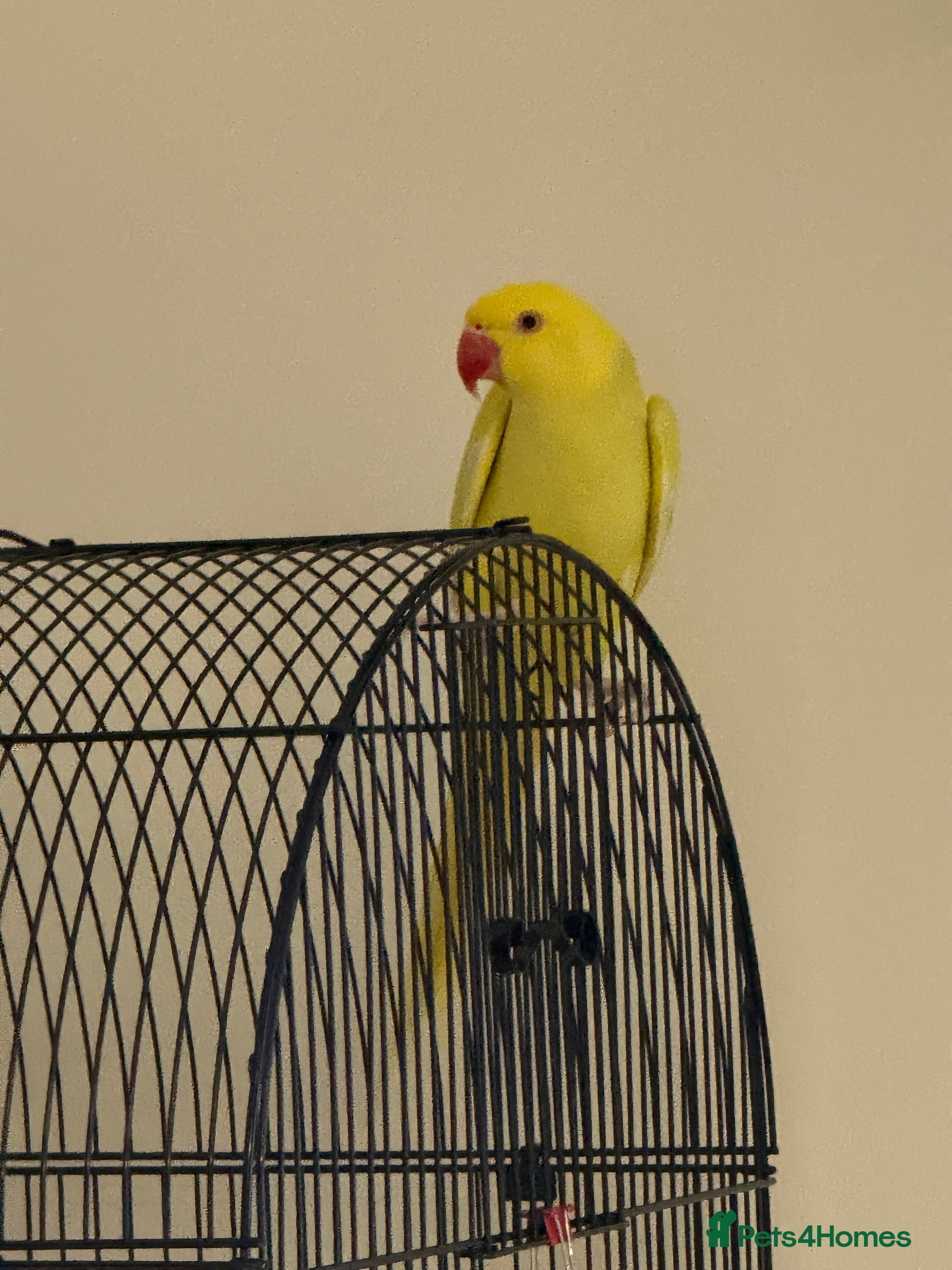 Ringnecks birds Indian Ringneck - Advert 1