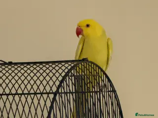 Ringnecks birds Indian Ringneck - Advert 1