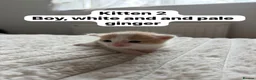Mixed Breed cats for sale:  9 gorgeous kittens.  - Advert 5