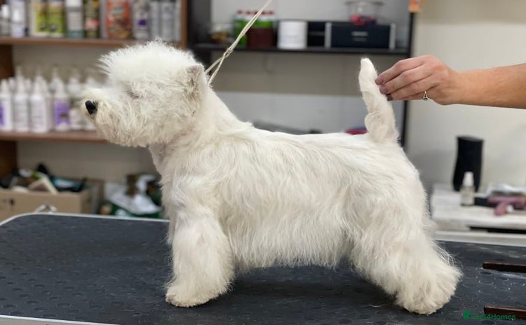 West Highland Terrier dogs - Advert 1