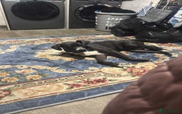 Cane Corso dogs for sale: 5 Month Female Cane Corso  - Image 5