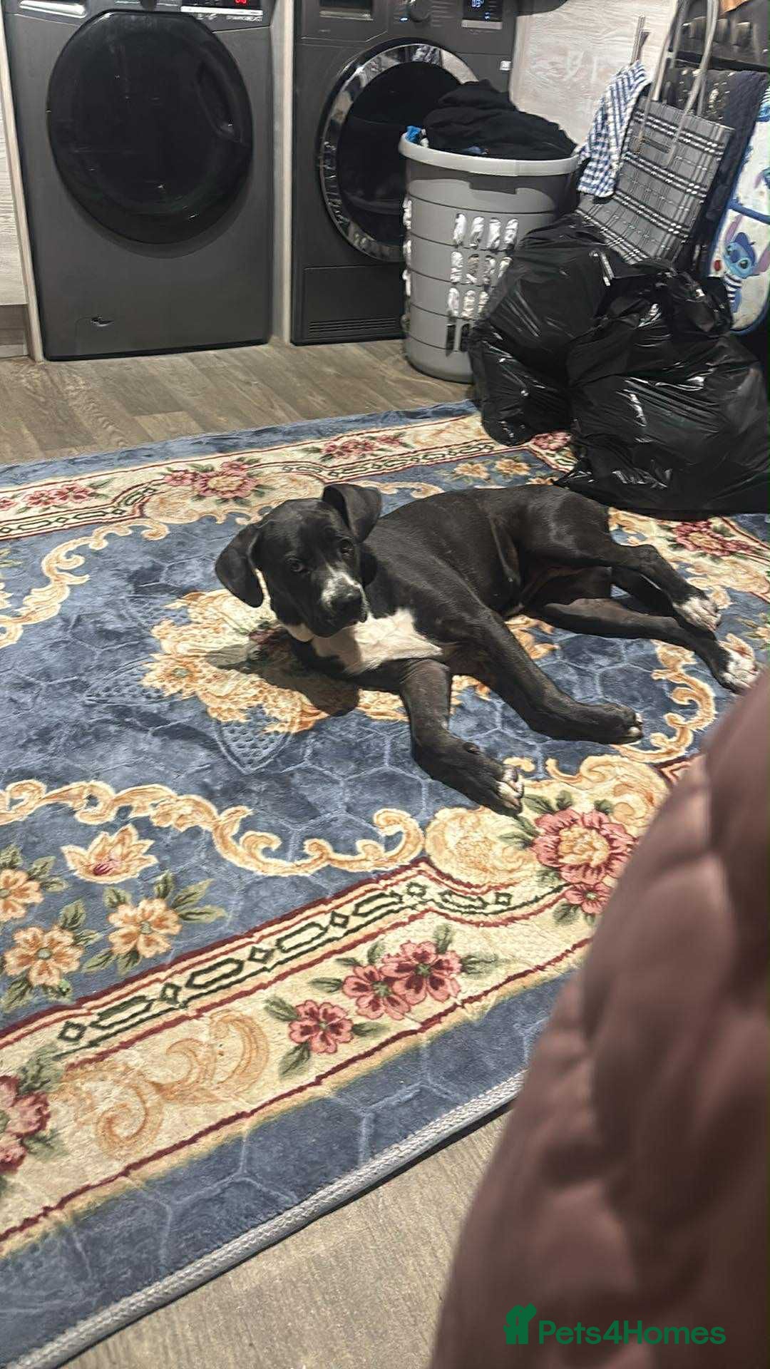 Cane Corso dogs for sale: 5 Month Female Cane Corso  - Image 5