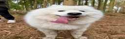 Samoyed dogs for sale: Samoyed  - Advert 1