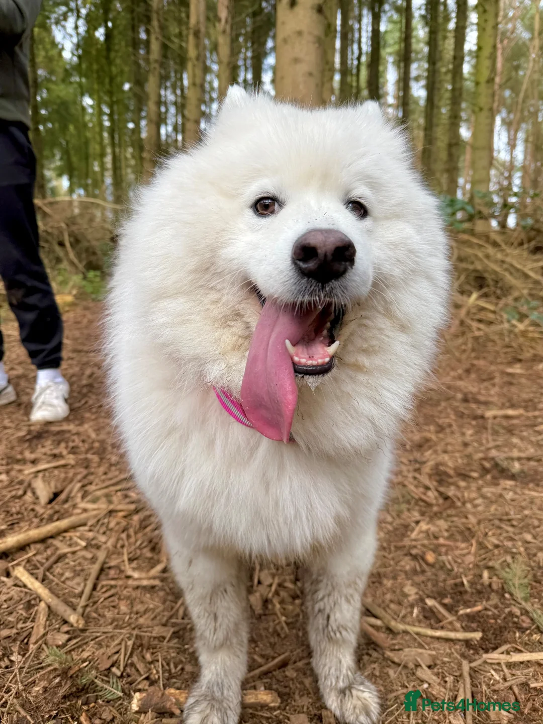 Samoyed dogs for sale: Samoyed  - Advert 1