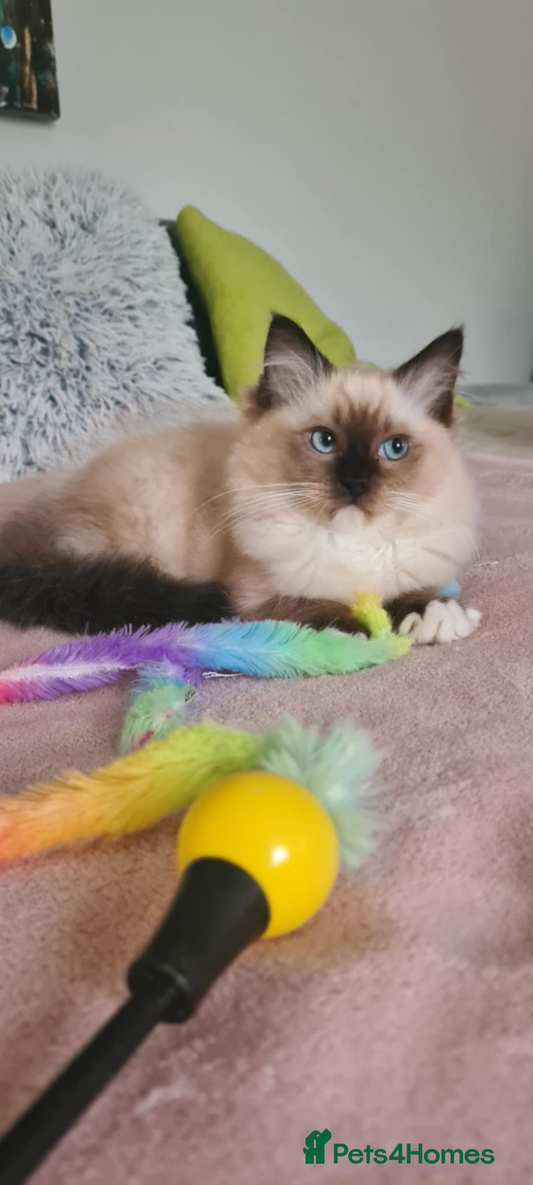 Ragdoll cats for sale: Purebred Ragdoll Boy – Needs Home ASAP - Image 1