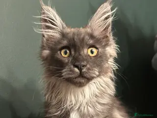 Maine Coon cats Tica Active Kittens ready now - Advert 1