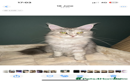 Maine Coon cats for sale: 2 imported Active Girls  - Image 2