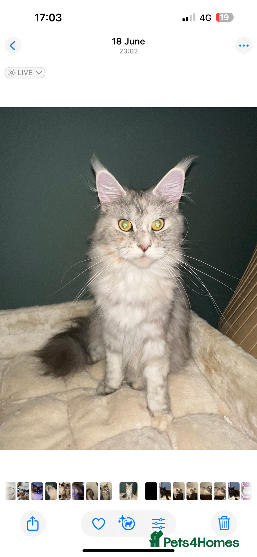 Maine Coon cats for sale: 2 imported Active Girls  - Image 2