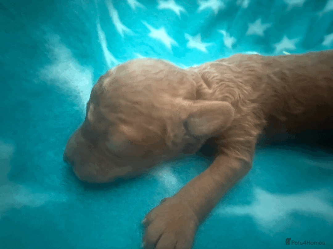 Labradoodle dogs for sale: Miniature Labradoodle F1BB Puppies - Image 17