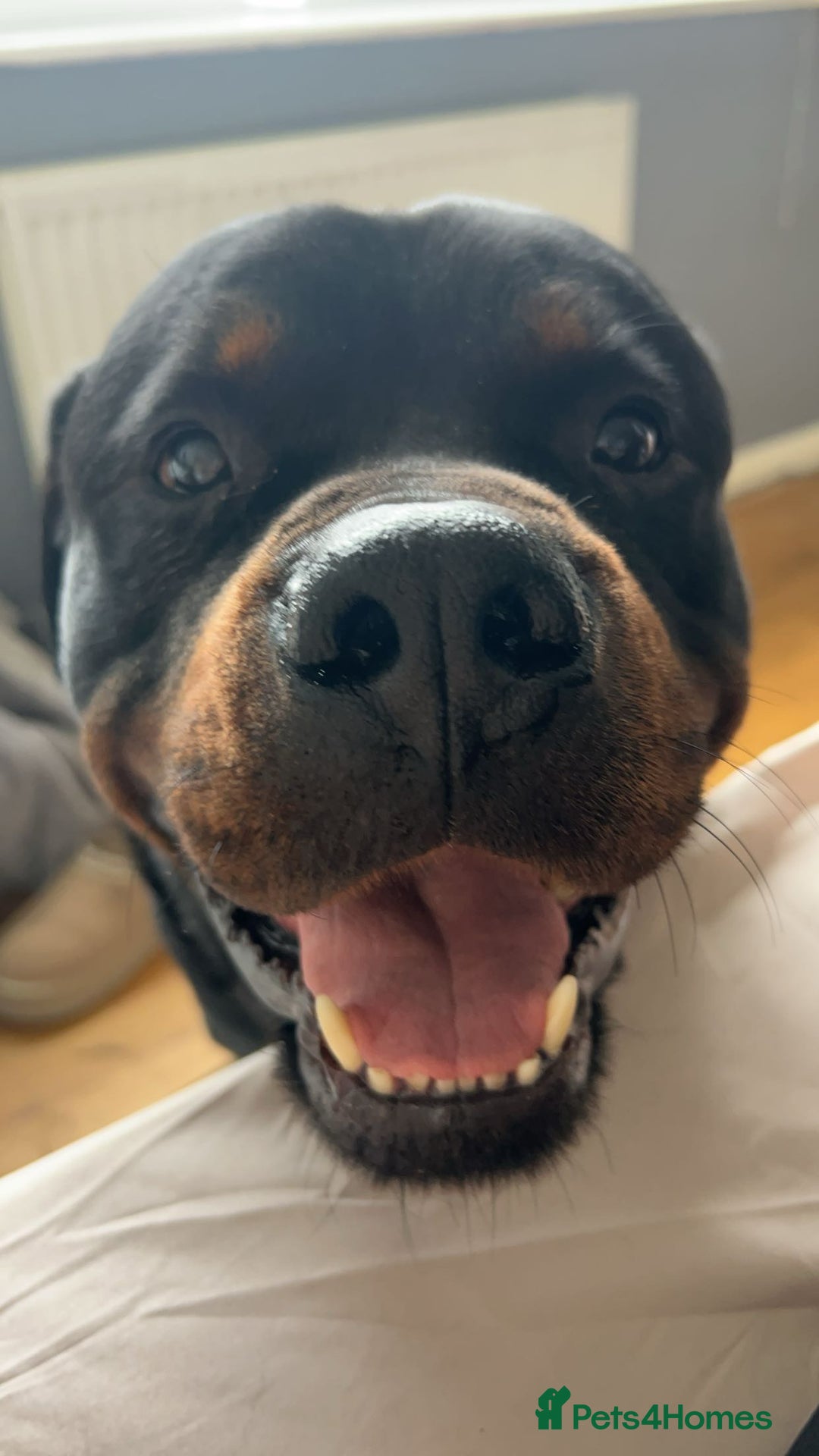 Rottweiler dogs for sale: ASAP ADOPTION- our beautiful rottie Kobe - Image 4
