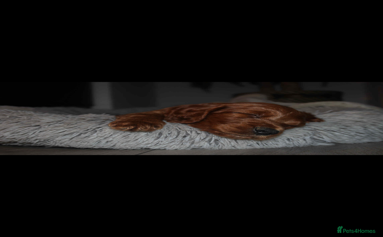 Cockapoo dogs - Advert 1