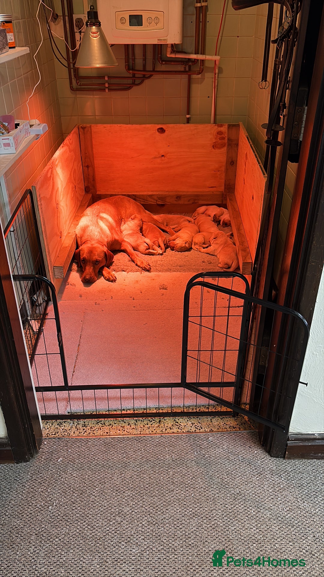 Labrador Retriever dogs for sale: Labrador pups - Advert 4