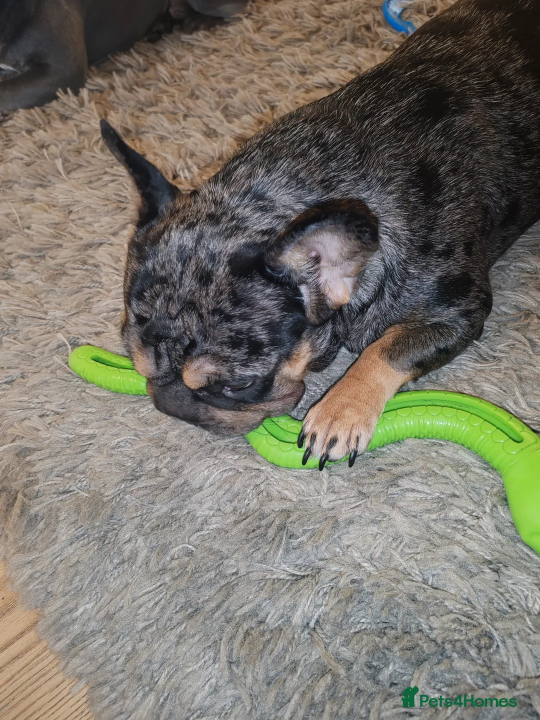 French Bulldog dogs for sale: Loving Home Needed – 2 Year Old French Bulldog in Rochester - Advert 3