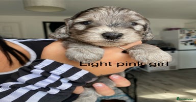 Cockapoo dogs - Advert 5
