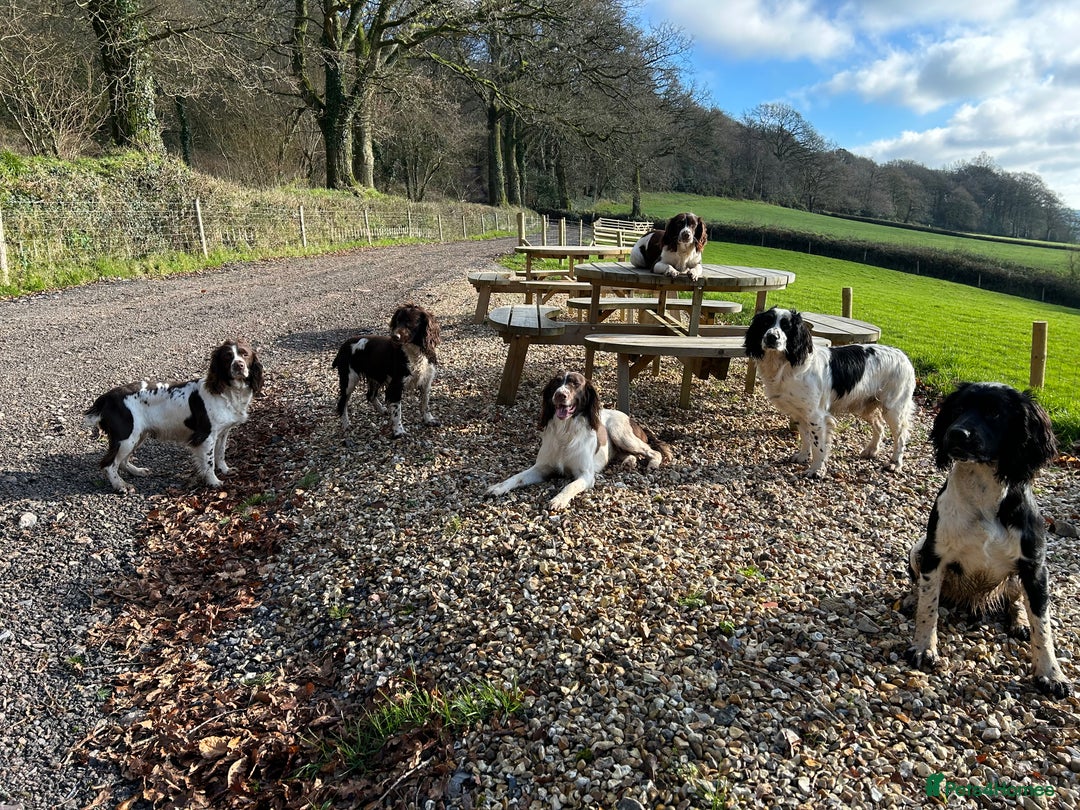 English Springer Spaniel dogs for sale: Springer Spaniel Puppies for sale  - Image 28