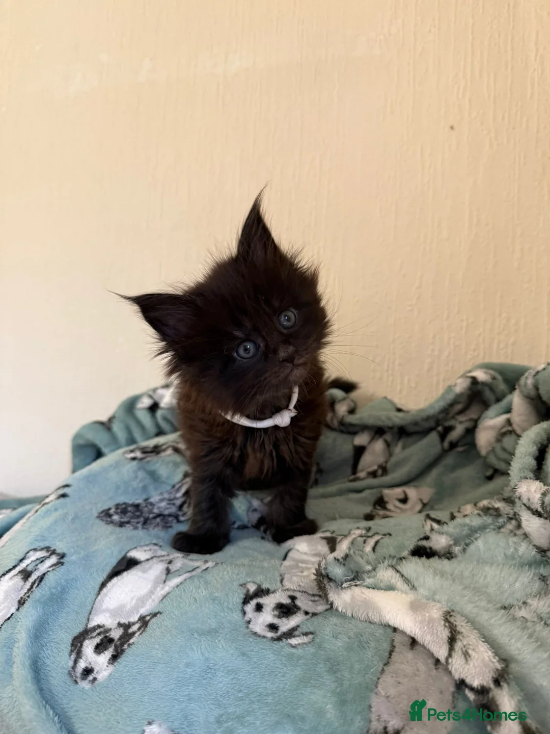 Maine Coon cats for sale: Pedigree Tica Russian Import line Maine Coons - Advert 32