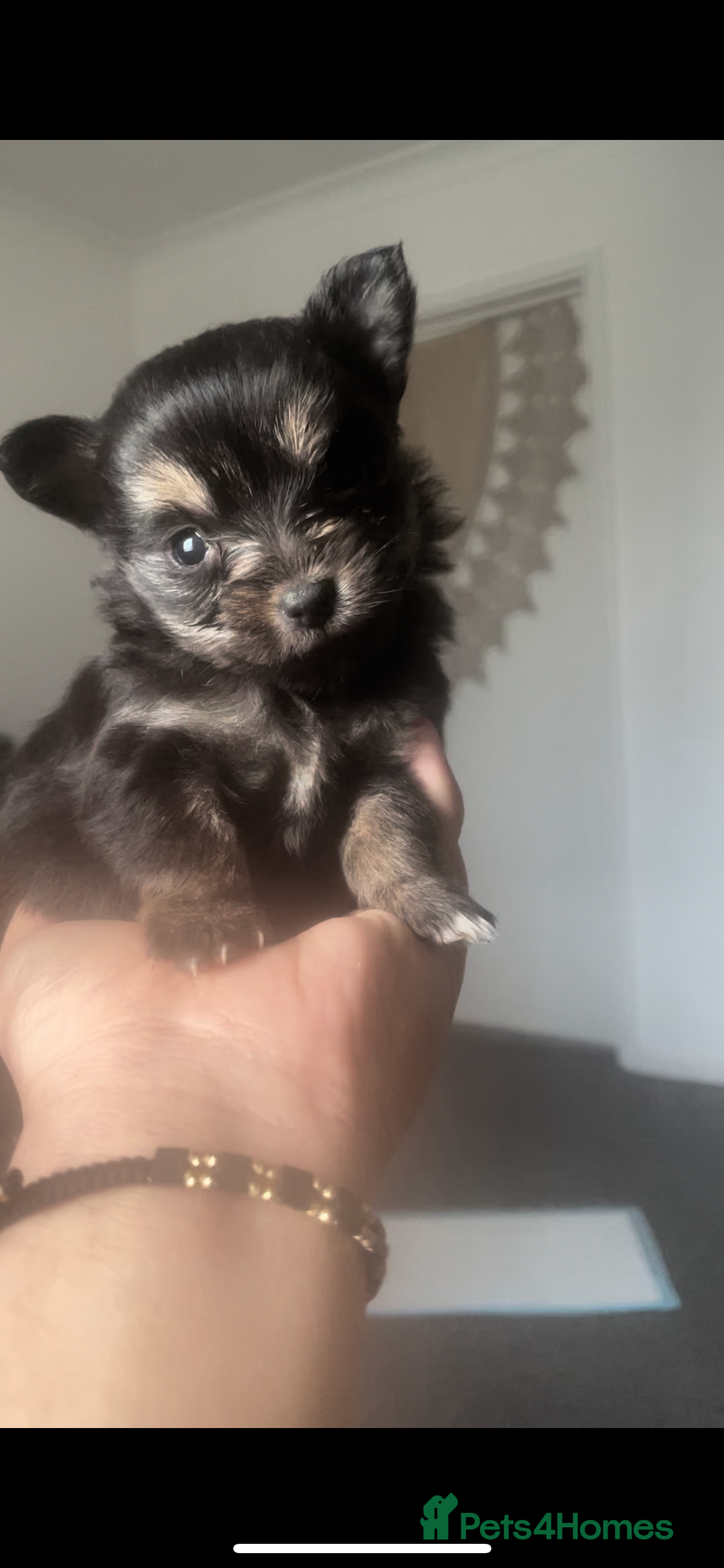 Pomeranian dogs Pomeranian puppies  - Advert 16