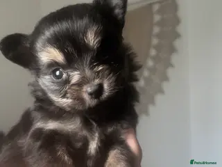 Pomeranian dogs Pomeranian puppies - Advert 16