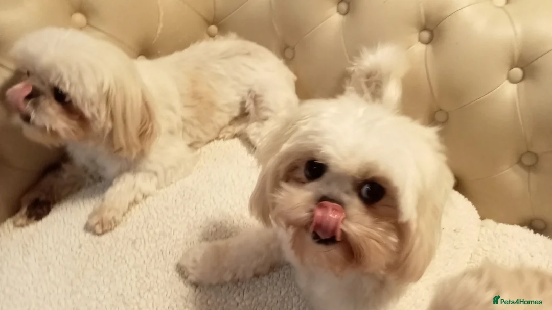 Shih Tzu dogs for sale: Four Beautiful Imperial Shih Tzu boys - Advert 1