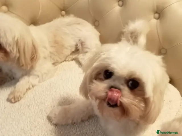 Shih Tzu dogs Four Beautiful Imperial Shih Tzu boys - Advert 1