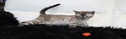Bengal cats for sale: Stunning Bengal kittens - Advert 24