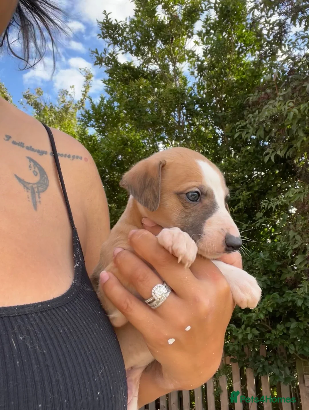 Whippet dogs for sale: Outstanding Male Whippets - Advert 2
