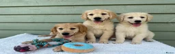 Golden Retriever dogs for sale: Golden Retriever Puppy - Advert 8