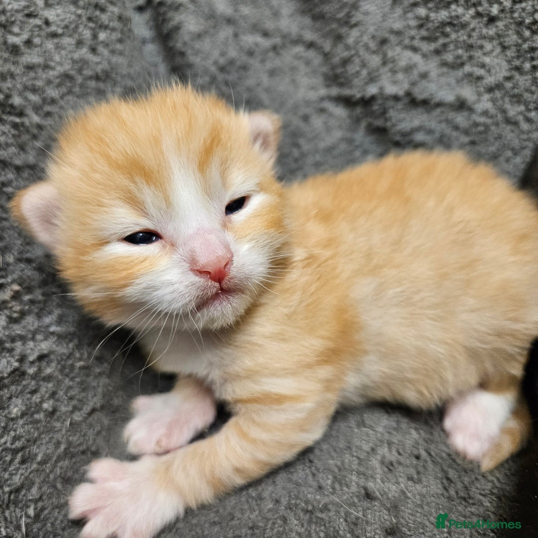 Mixed Breed cats for sale: GINGER GIRL AND TABBY BOY  - Image 14