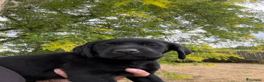 Labrador Retriever 6