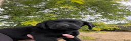 Labrador Retriever dogs for sale: 🖤🧡Fantastic Chucky KC Lab Puppies - Advert 12