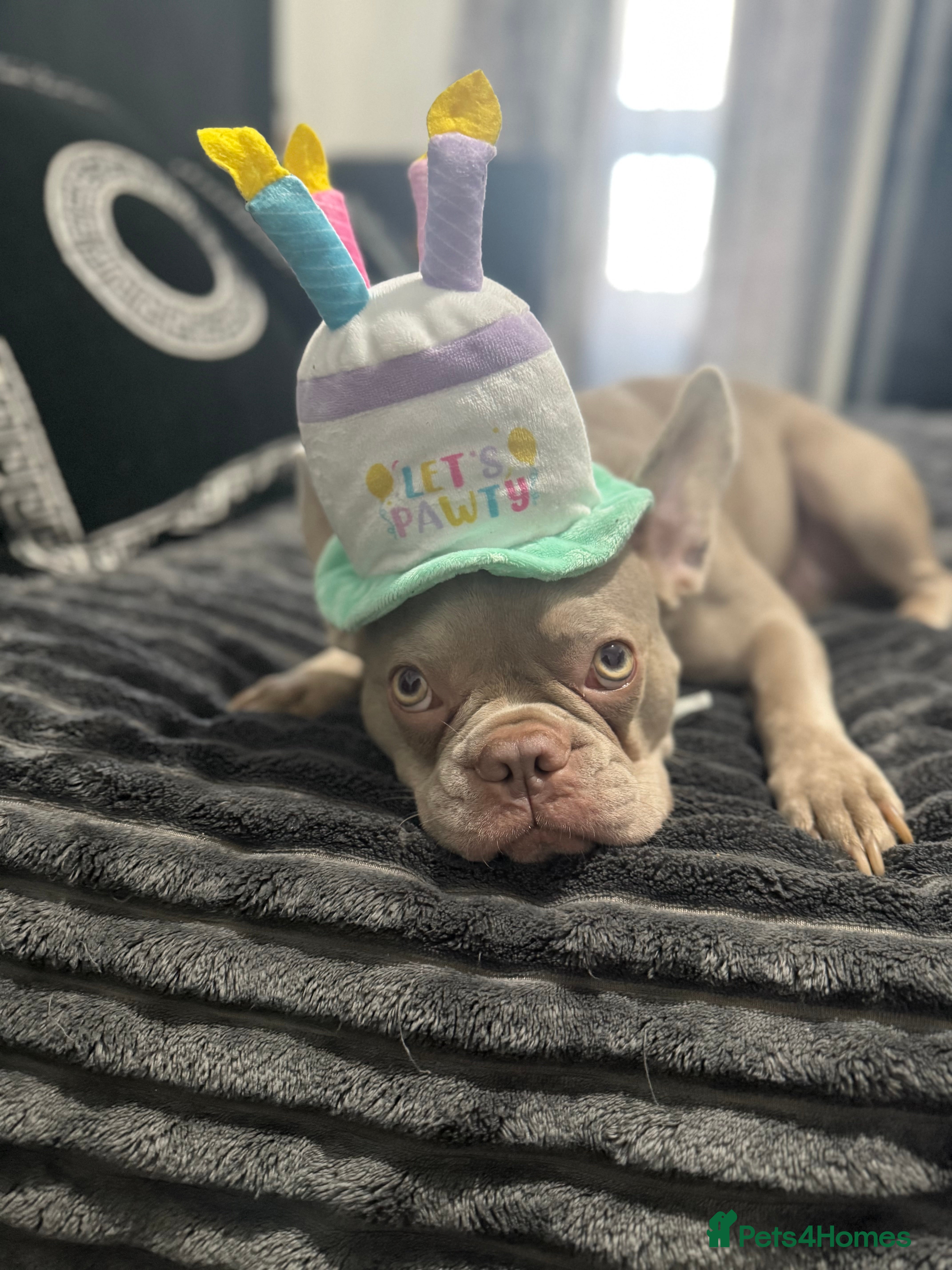 French Bulldog dogs French bulldog ,lilac - Advert 1