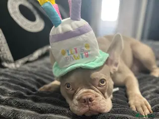 French Bulldog dogs French bulldog ,lilac - Advert 12