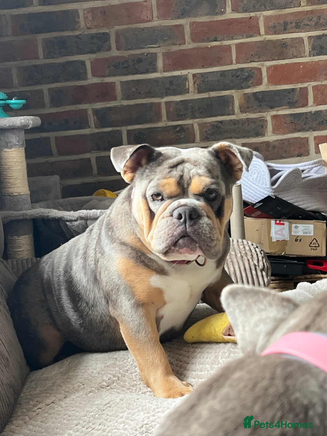 English Bulldog dogs for sale: Chunky English Bulldog Puppies  - Image 30