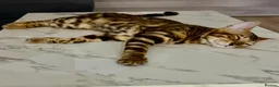 Bengal cats for sale: 🐆 Beautiful Purebred Bengal Kitten - Advert 5