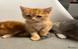 Mixed Breed cats for sale: 2 male kittens 1 female  - Image 3