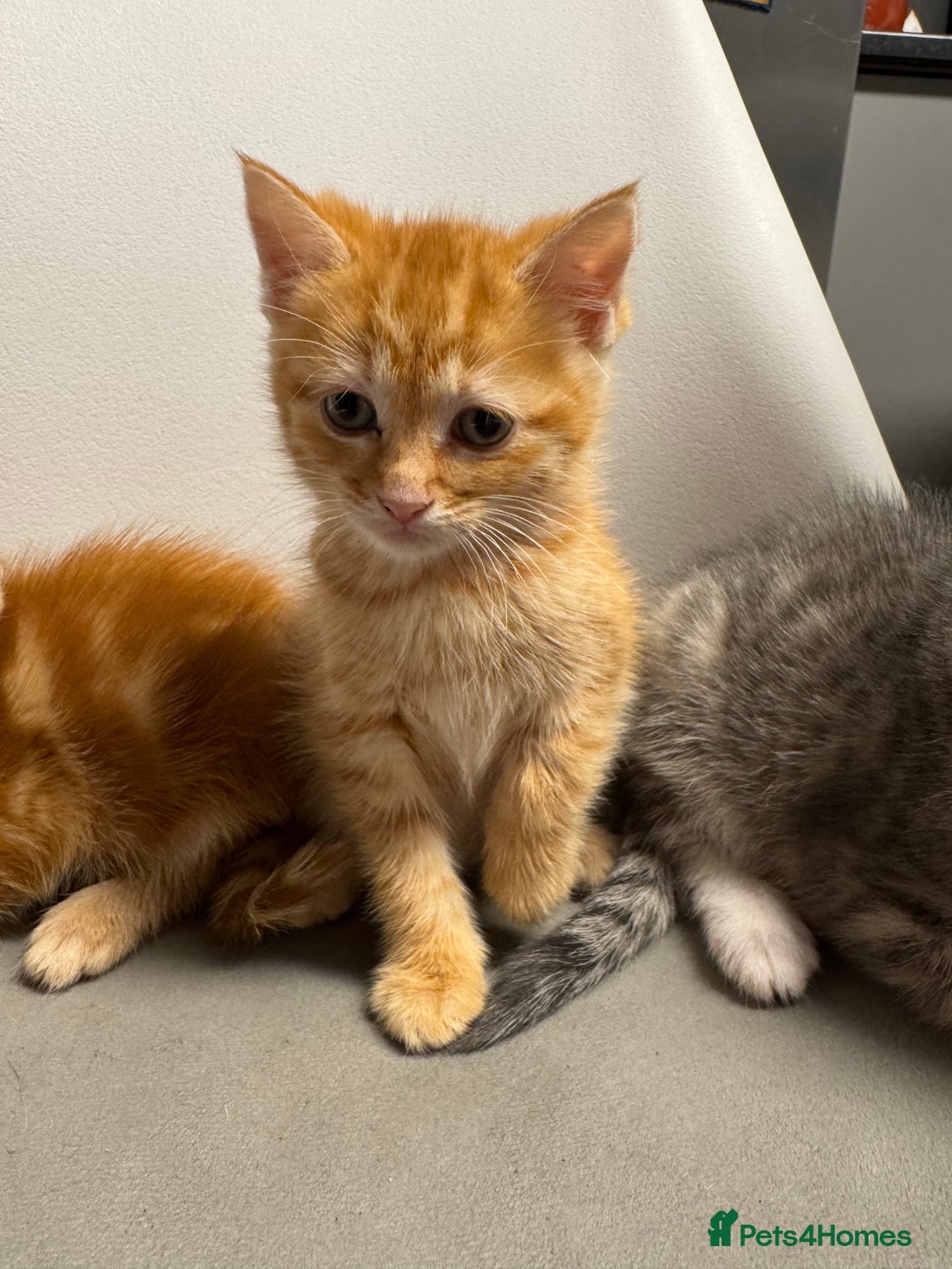 Mixed Breed cats for sale: 2 male kittens 1 female  - Image 3