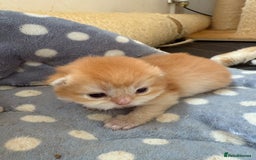 British Shorthair cats for sale: GCCFreg BSH & BLH Chocolate & Black Golden Kittens - Image 8
