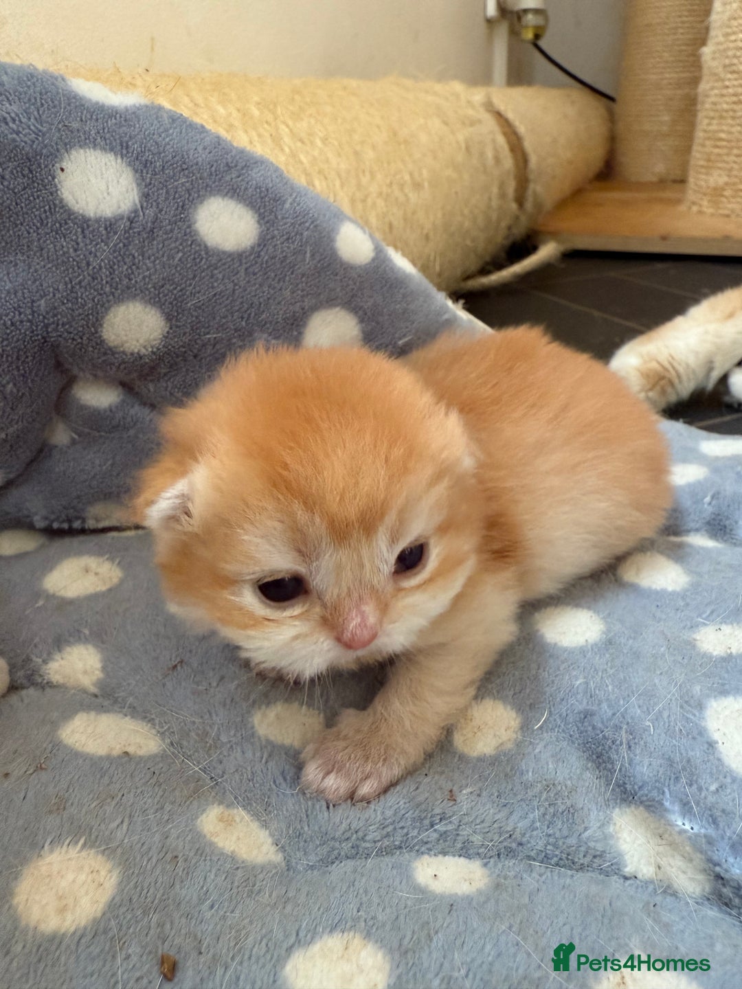 British Shorthair cats for sale: GCCFreg BSH & BLH Chocolate & Black Golden Kittens - Image 8
