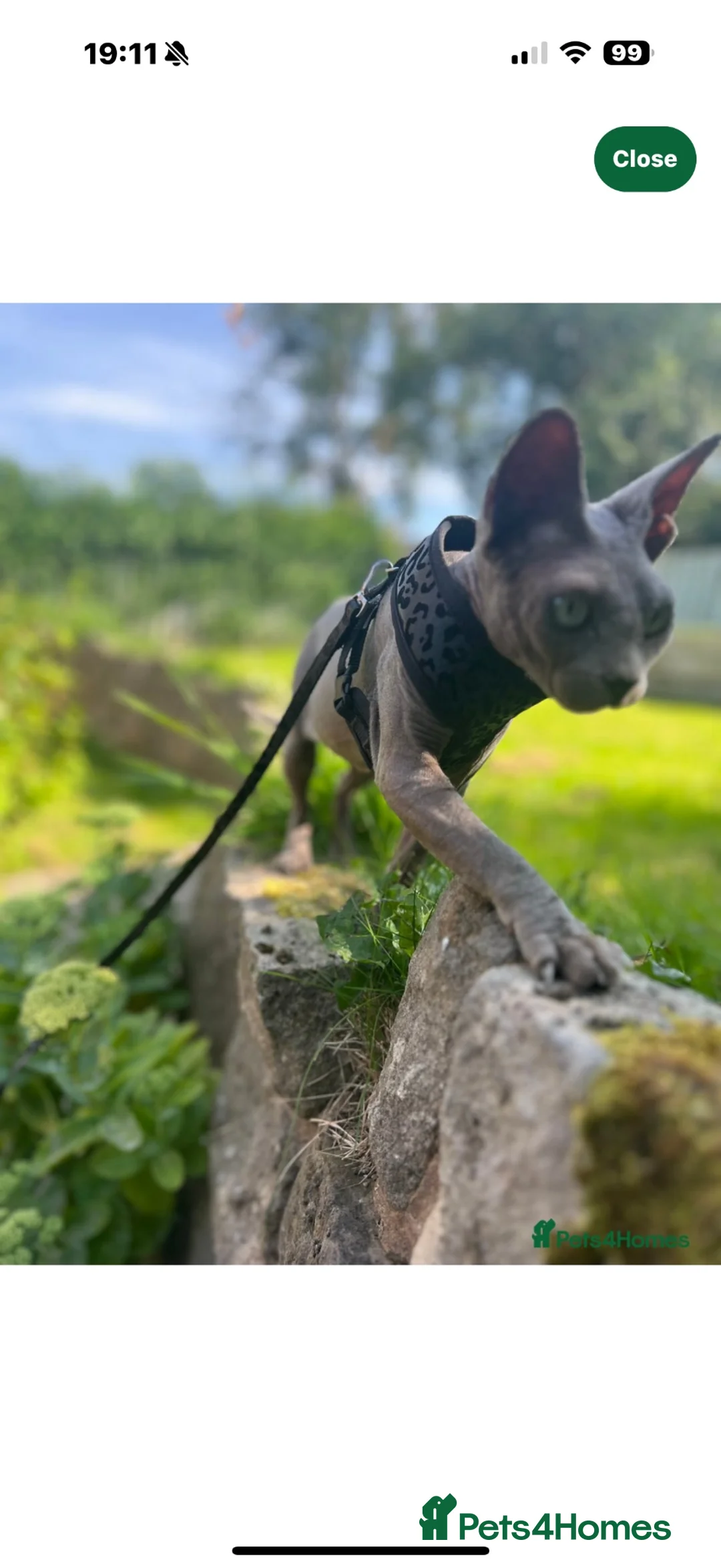 Sphynx cats for sale: Sapphire female sphinx in South Shields - Advert 12