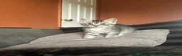 Maine Coon cats for sale: Half Mainecoon’s  - Advert 7